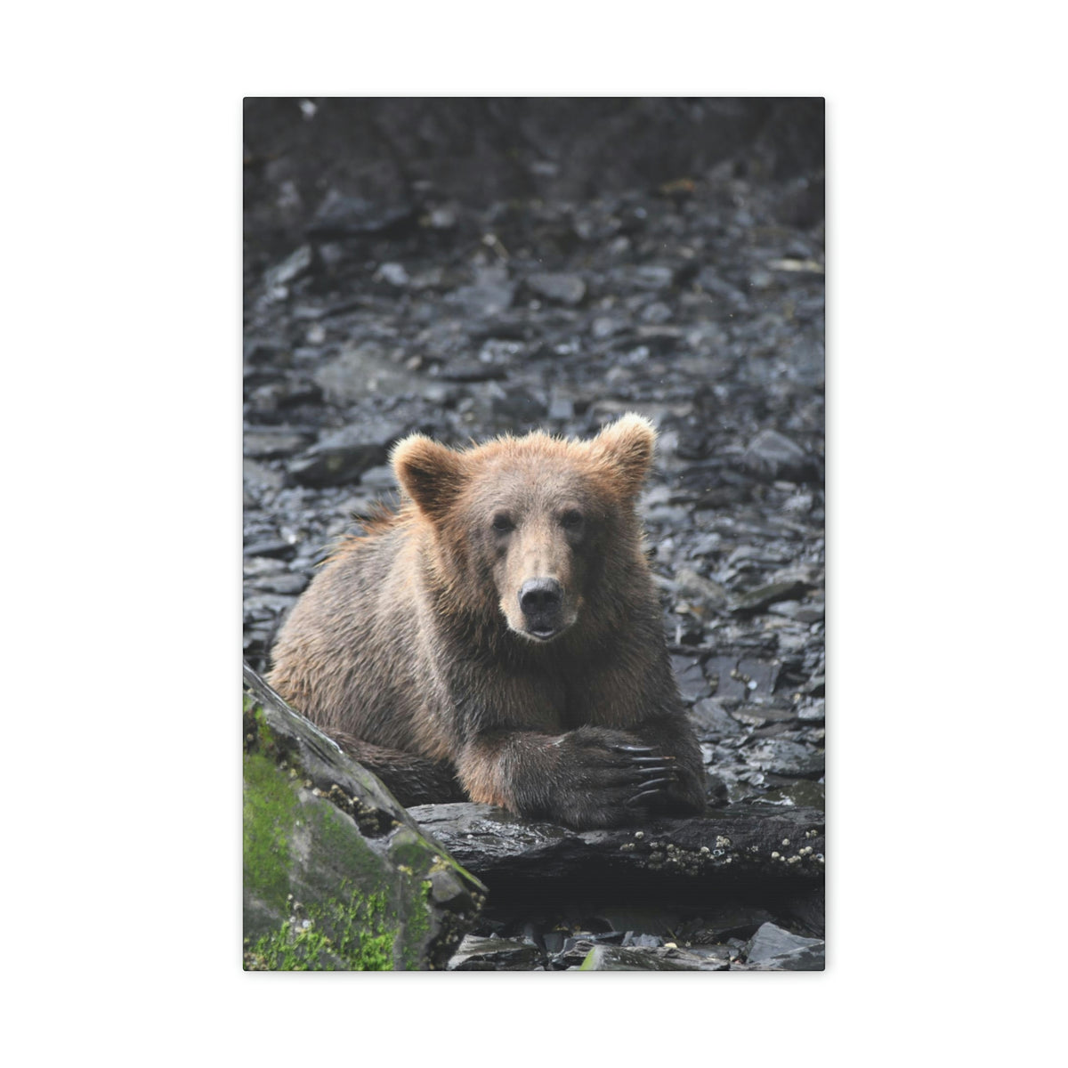 Please Bear Canvas Stretched, 0.75"