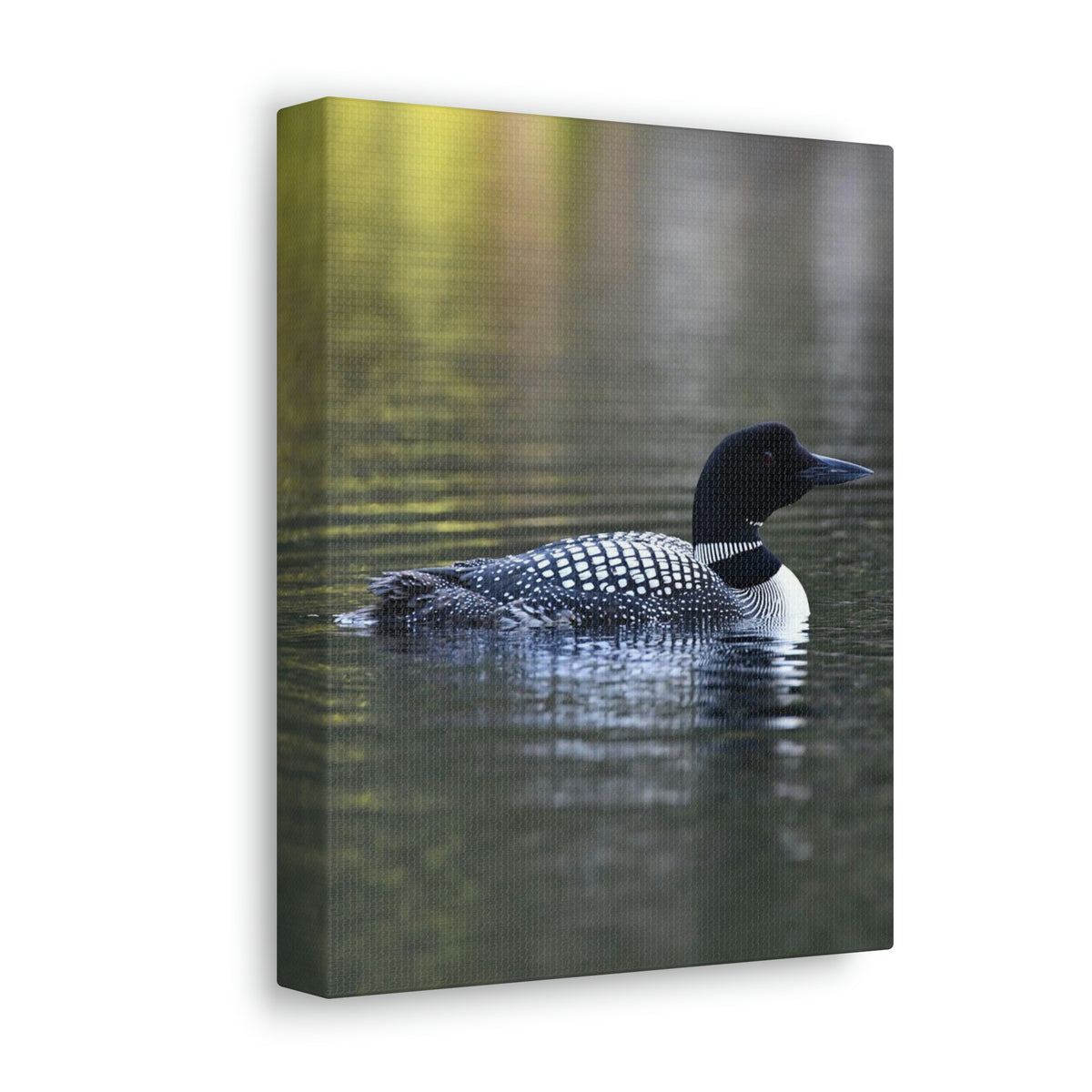 Common Loon Canvas Gallery Wraps