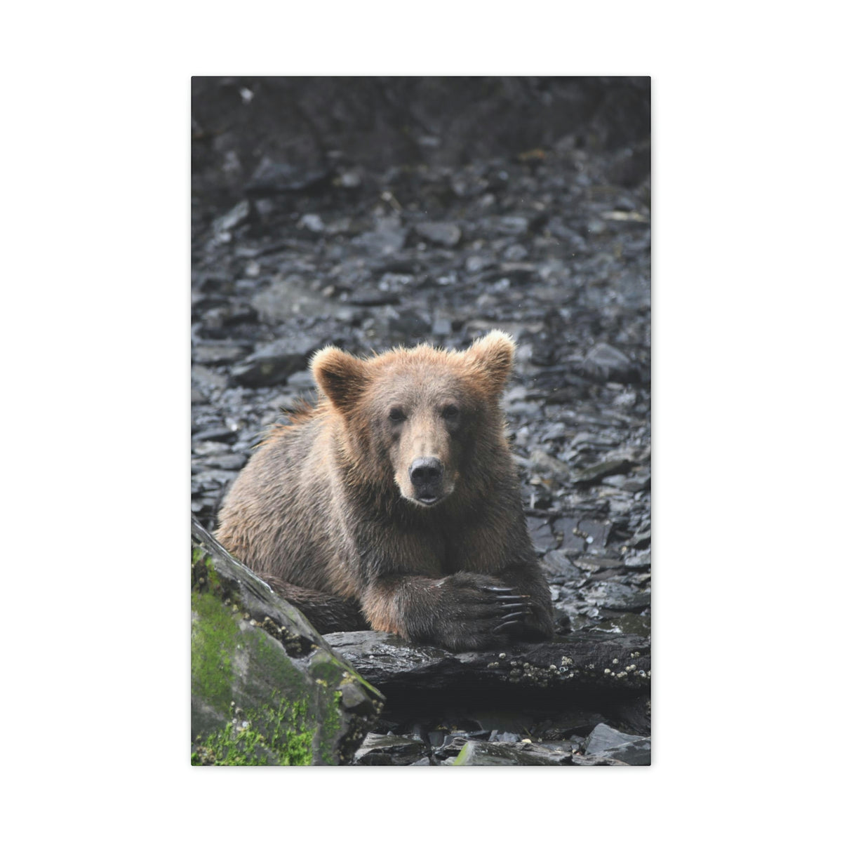 Please Bear Canvas Stretched, 0.75"