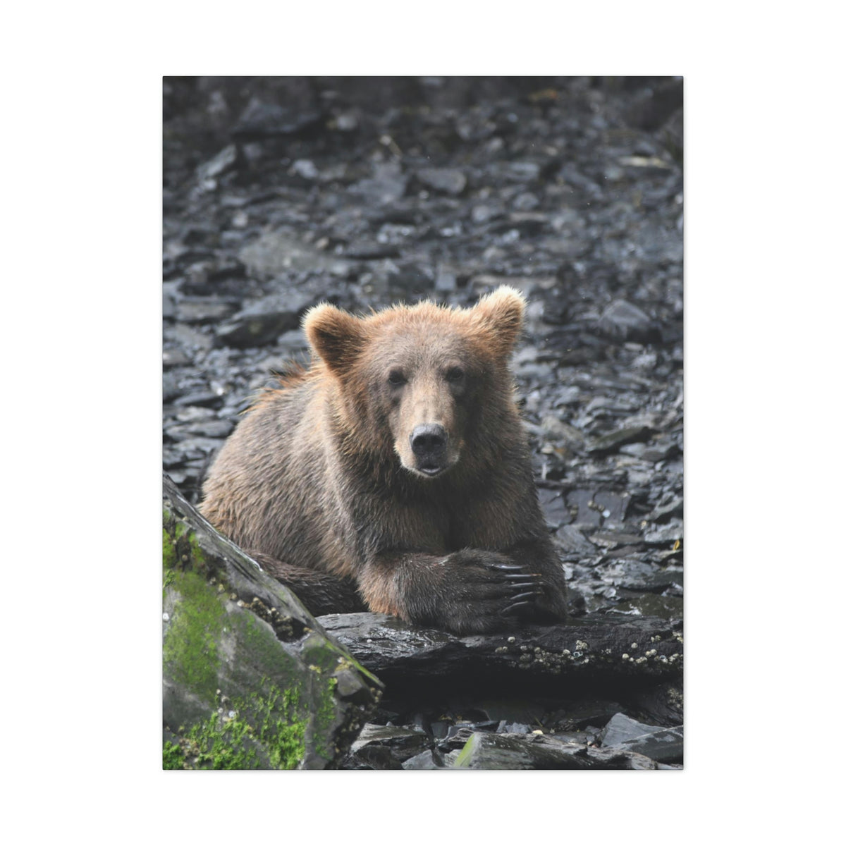 Please Bear Canvas Stretched, 0.75"