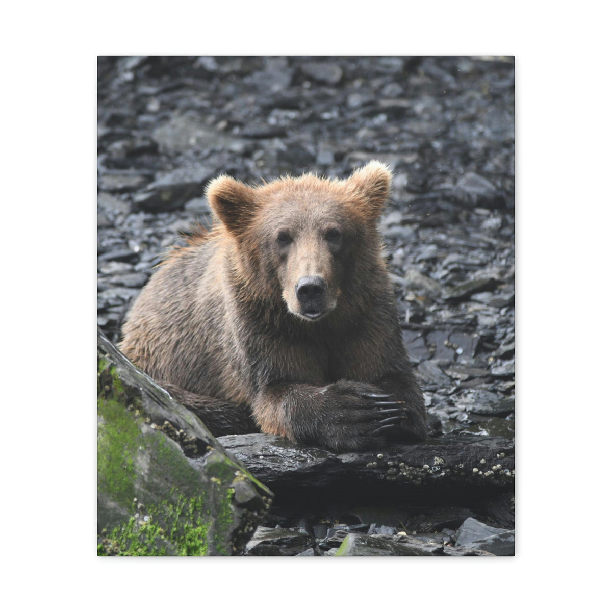 Please Bear Canvas Stretched, 0.75"