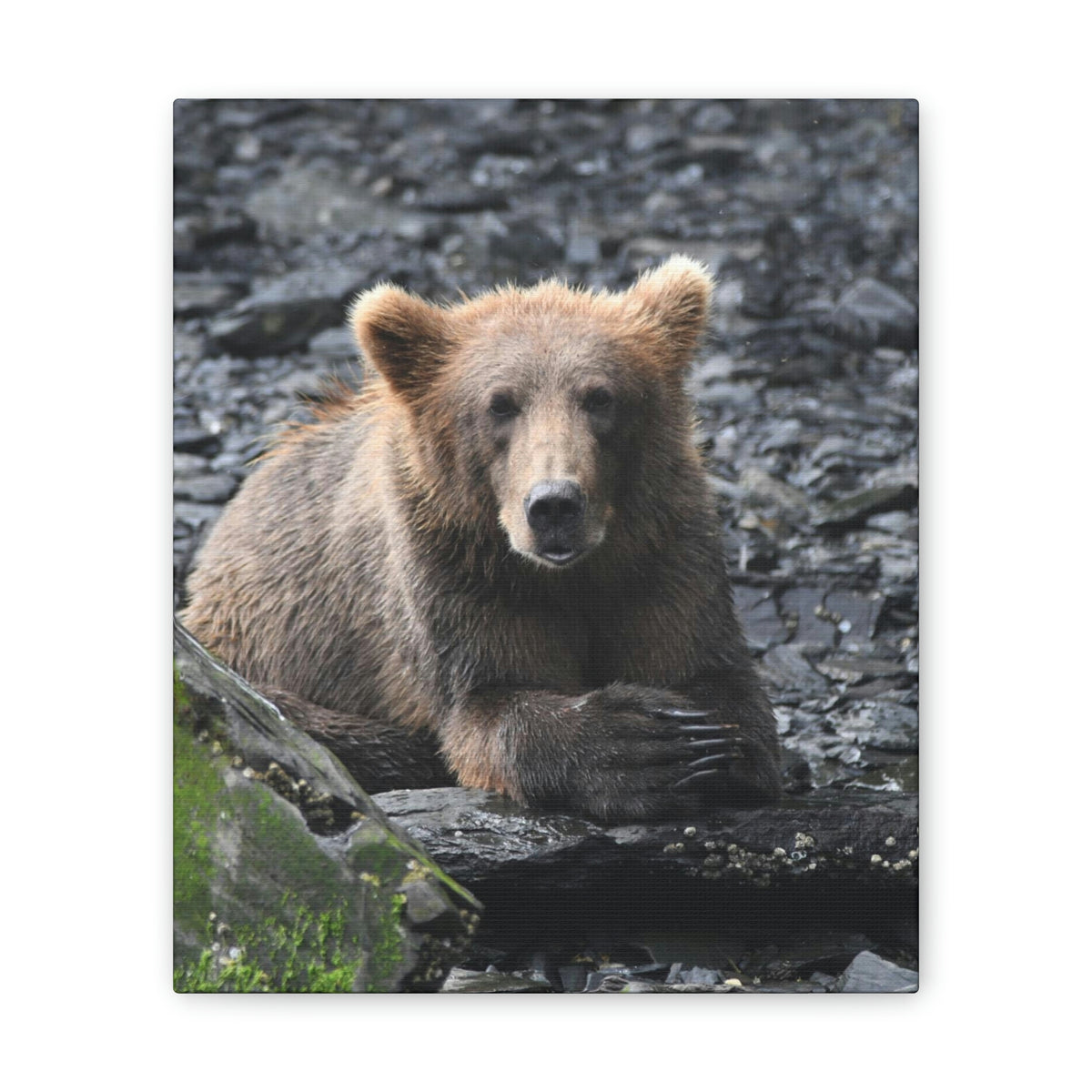 Please Bear Canvas Stretched, 0.75"