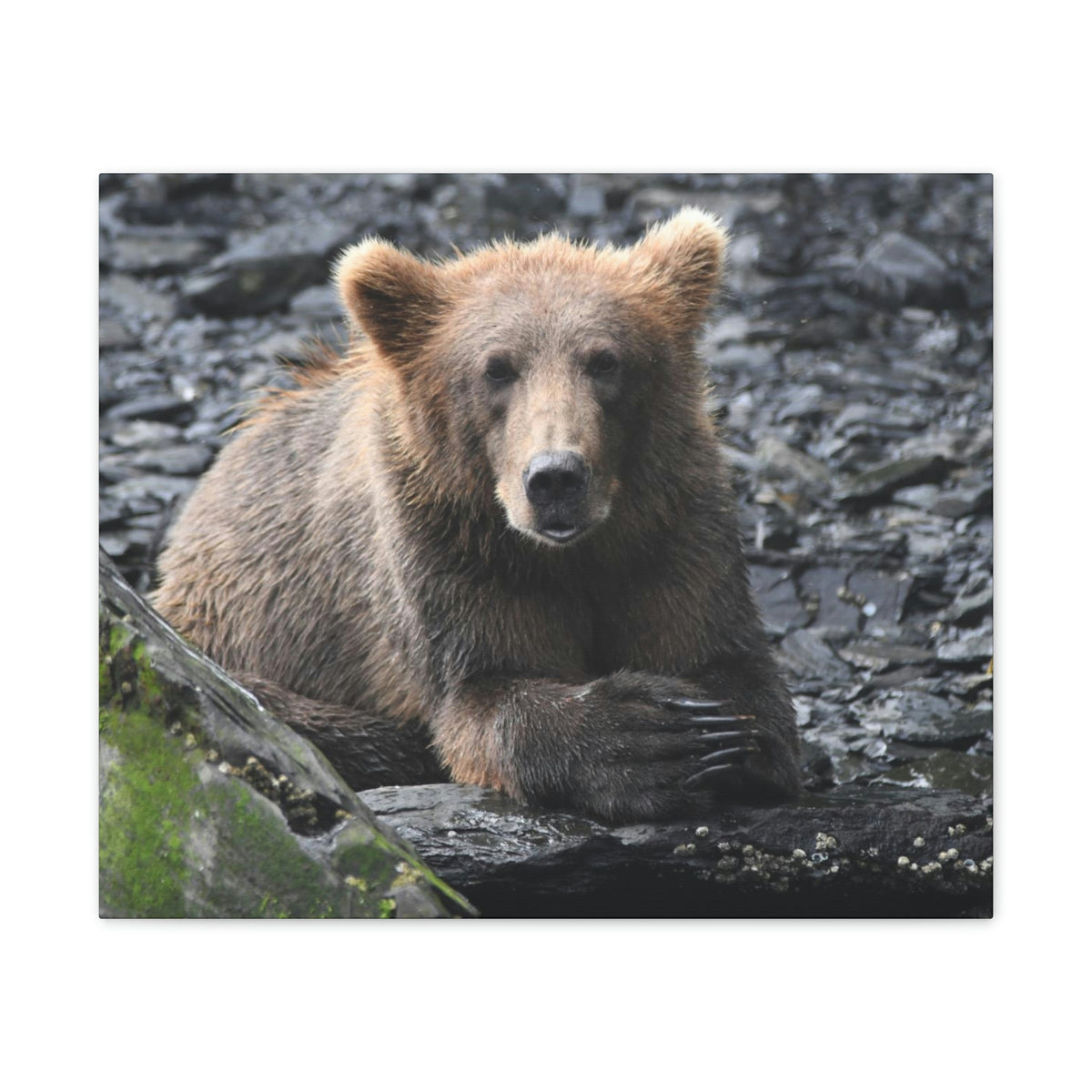 Please Bear Canvas Stretched, 0.75"