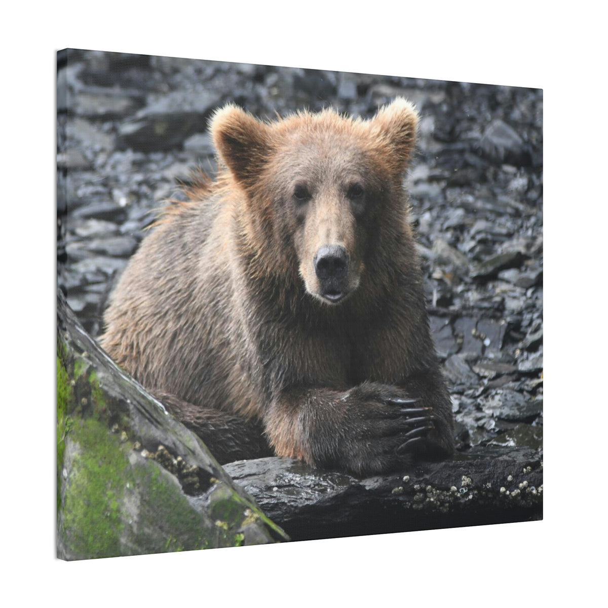 Please Bear Canvas Stretched, 0.75"