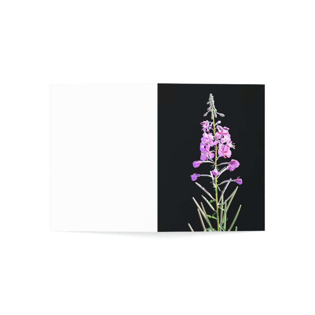 Fireweed Greeting Cards (1, 10, 30, and 50pcs)