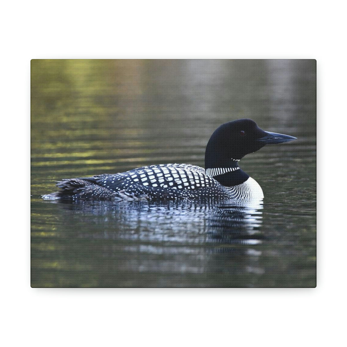 Common Loon Canvas Gallery Wraps