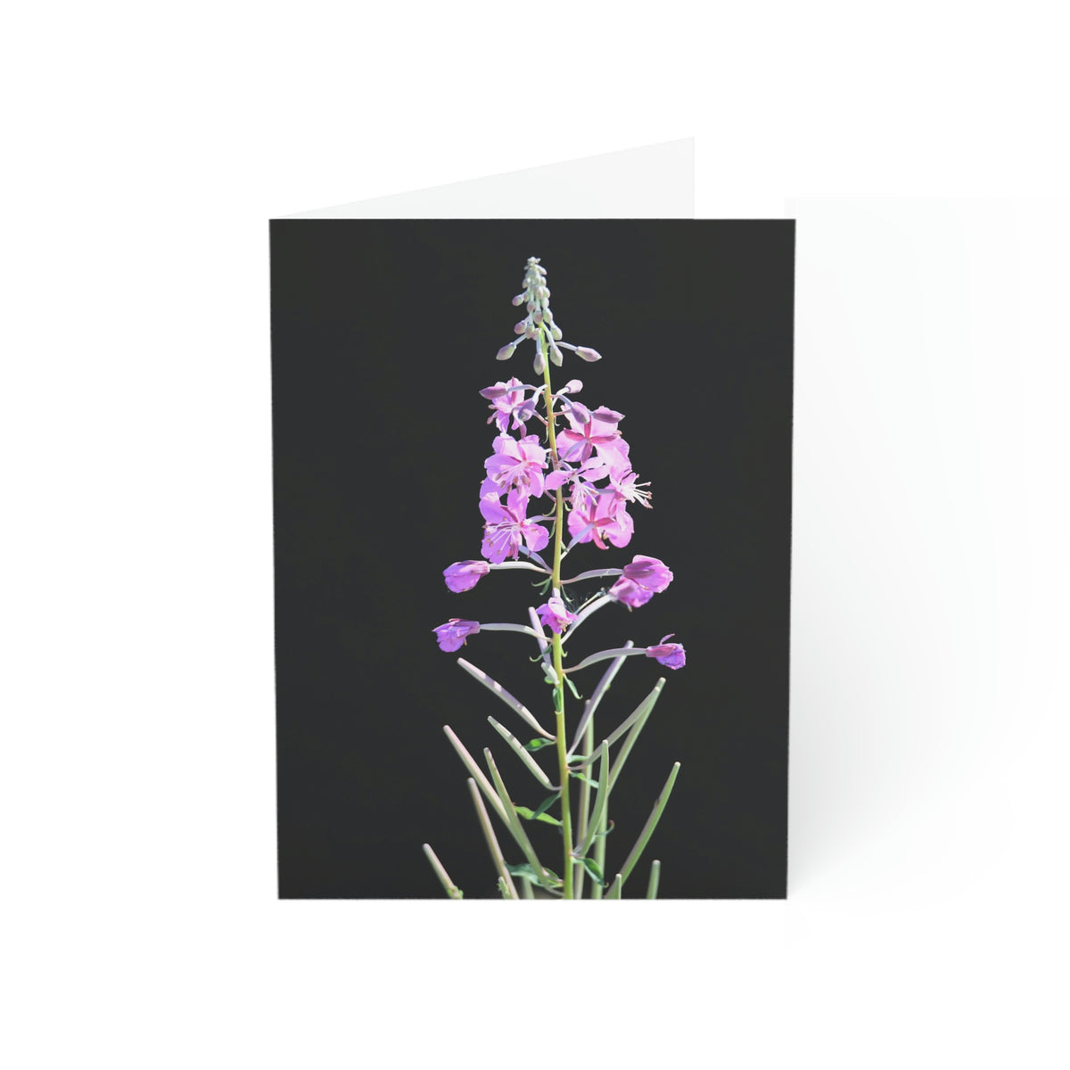 Fireweed Greeting Cards (1, 10, 30, and 50pcs)