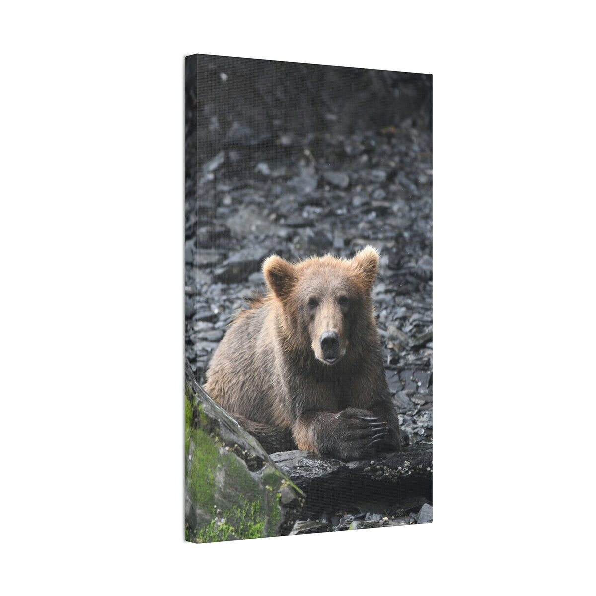 Please Bear Canvas Stretched, 0.75"