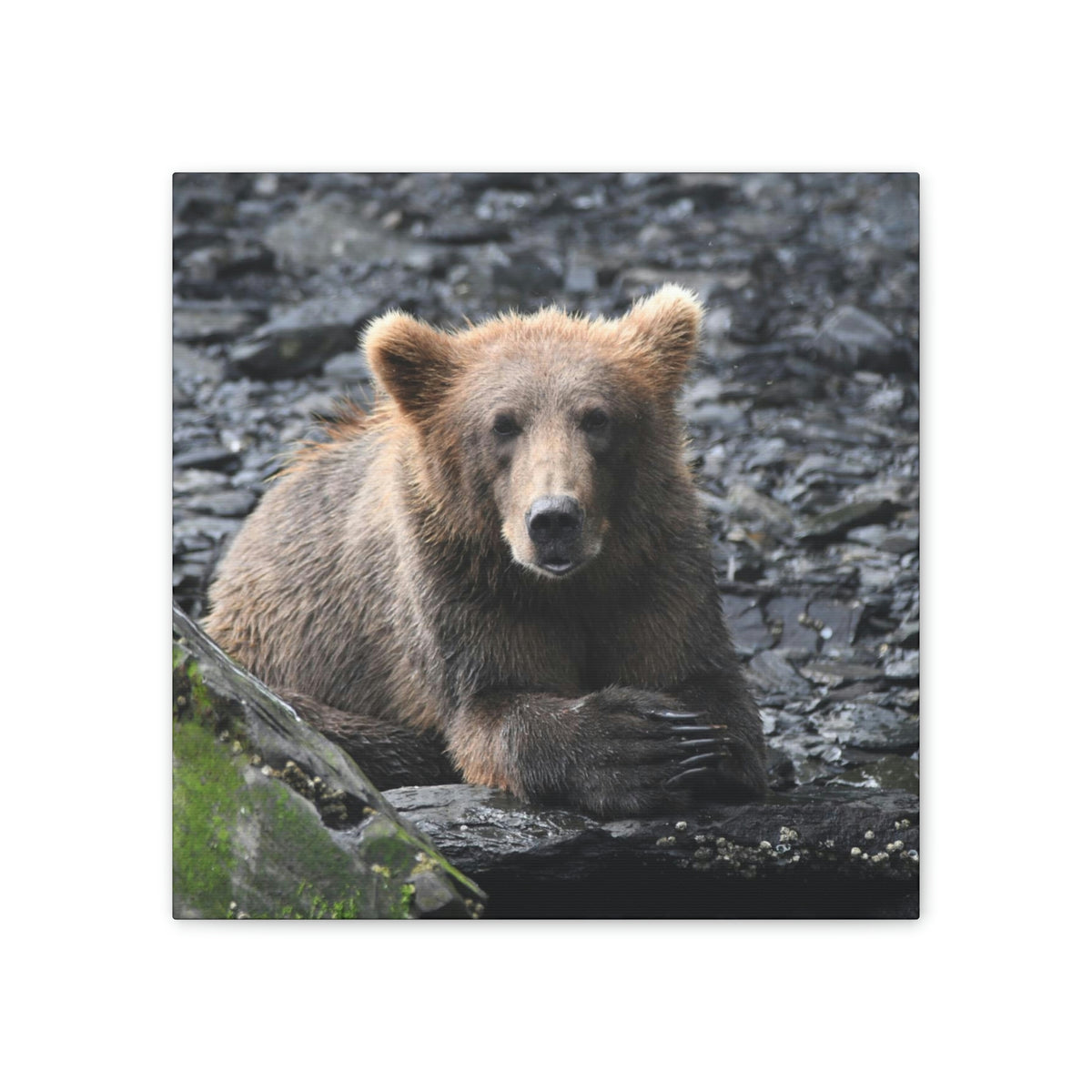Please Bear Canvas Stretched, 0.75"
