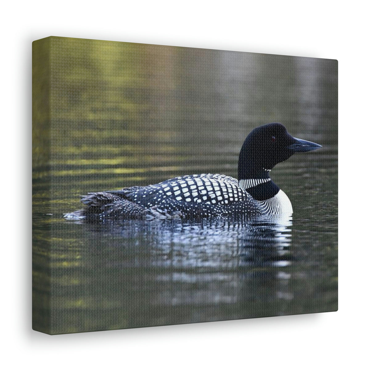 Common Loon Canvas Gallery Wraps