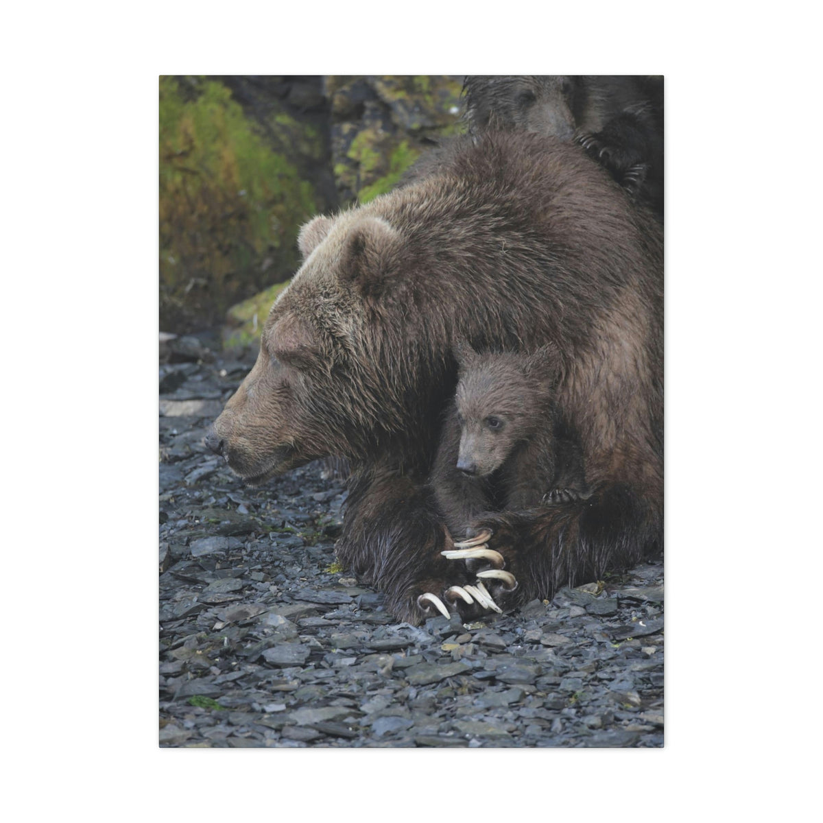 Embracing Sow Classic Canvas