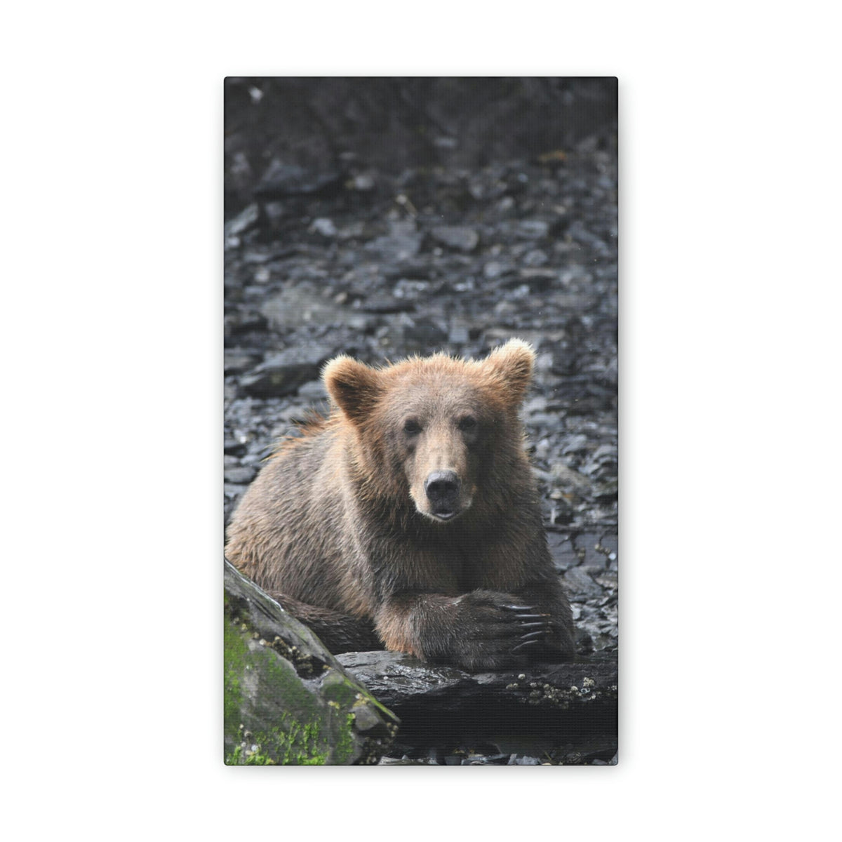 Please Bear Canvas Stretched, 0.75"