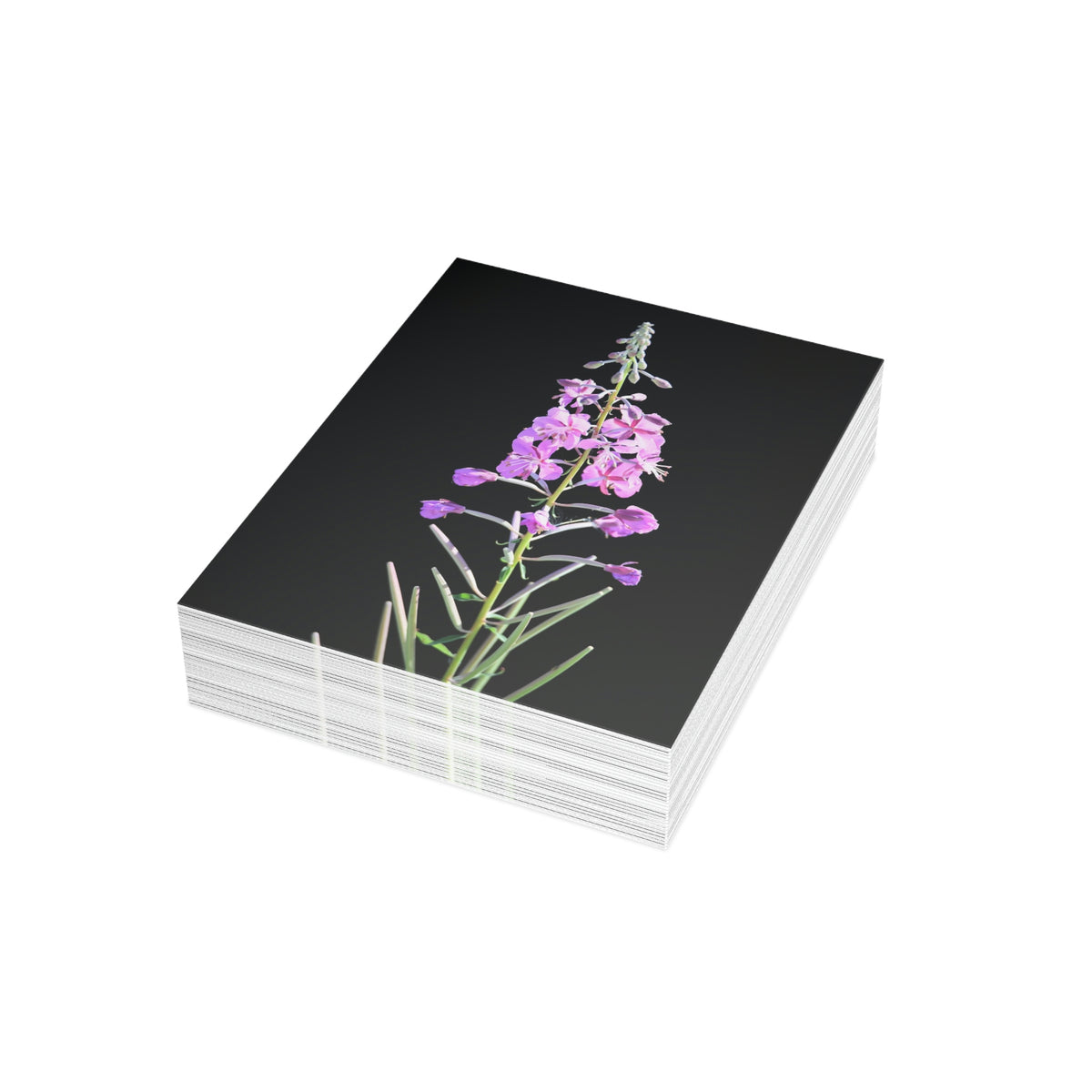 Fireweed Greeting Cards (1, 10, 30, and 50pcs)