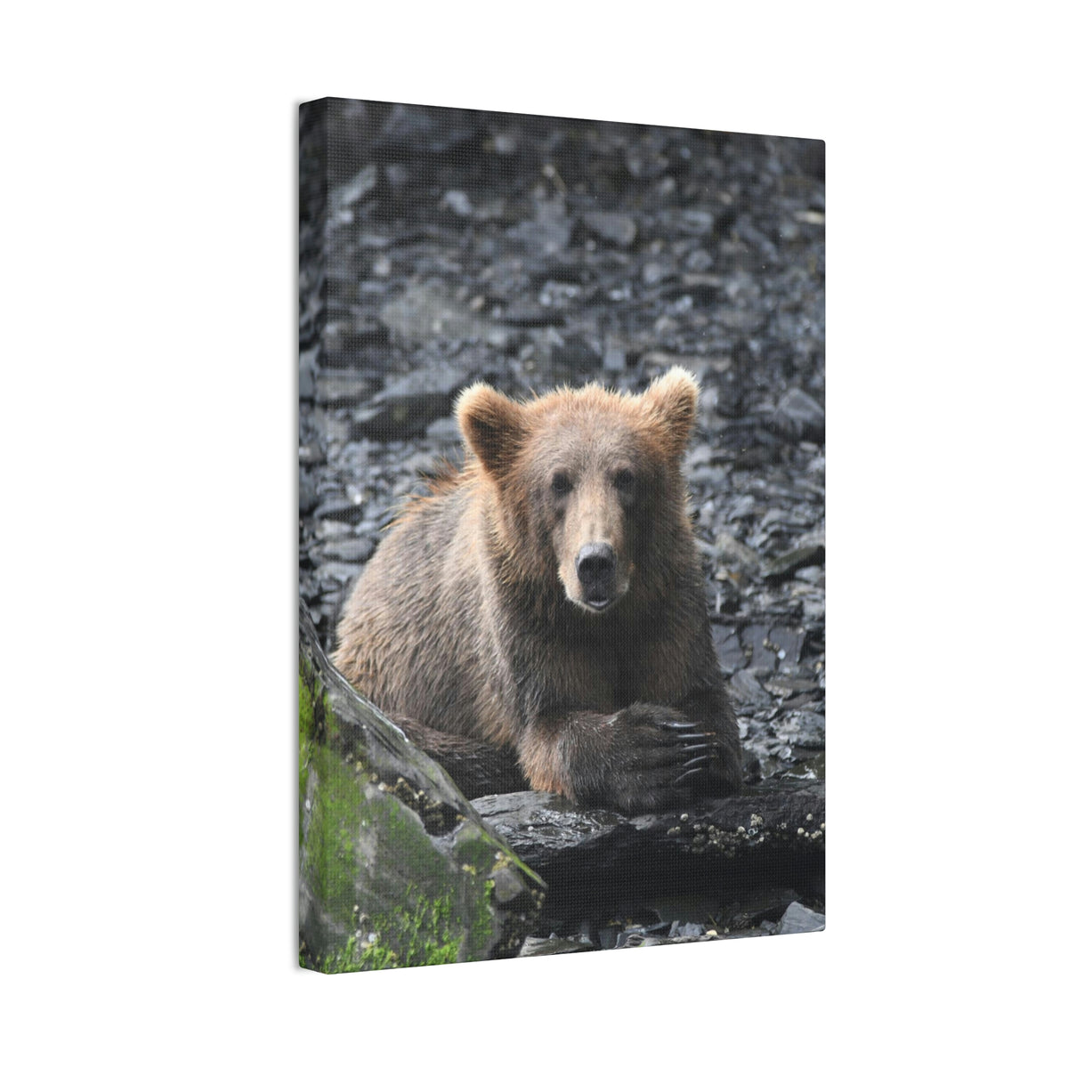 Please Bear Canvas Stretched, 0.75"