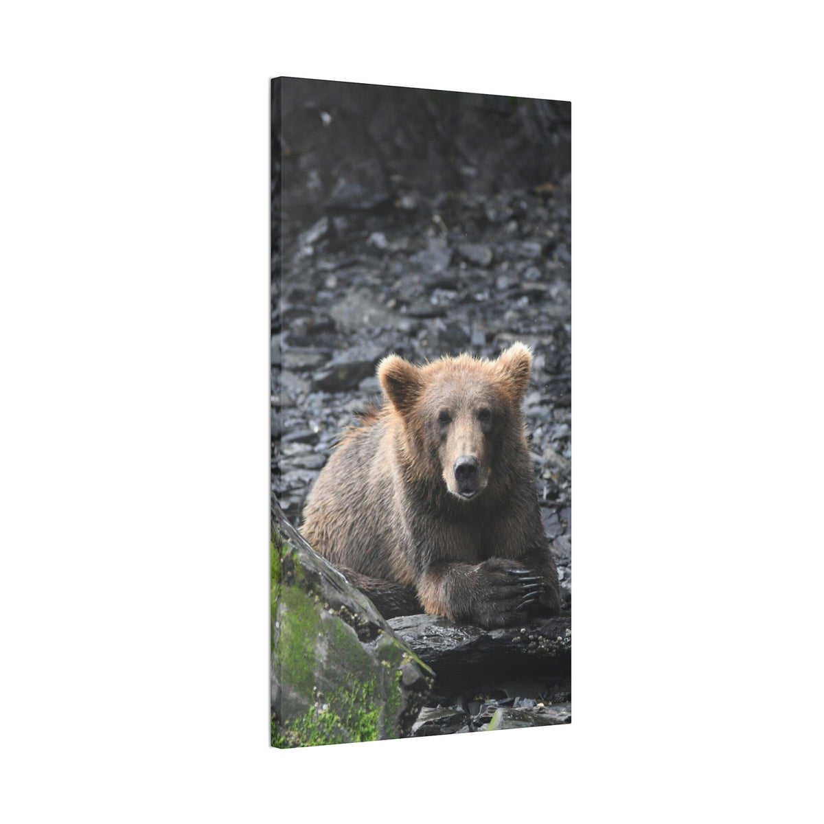Please Bear Canvas Stretched, 0.75"