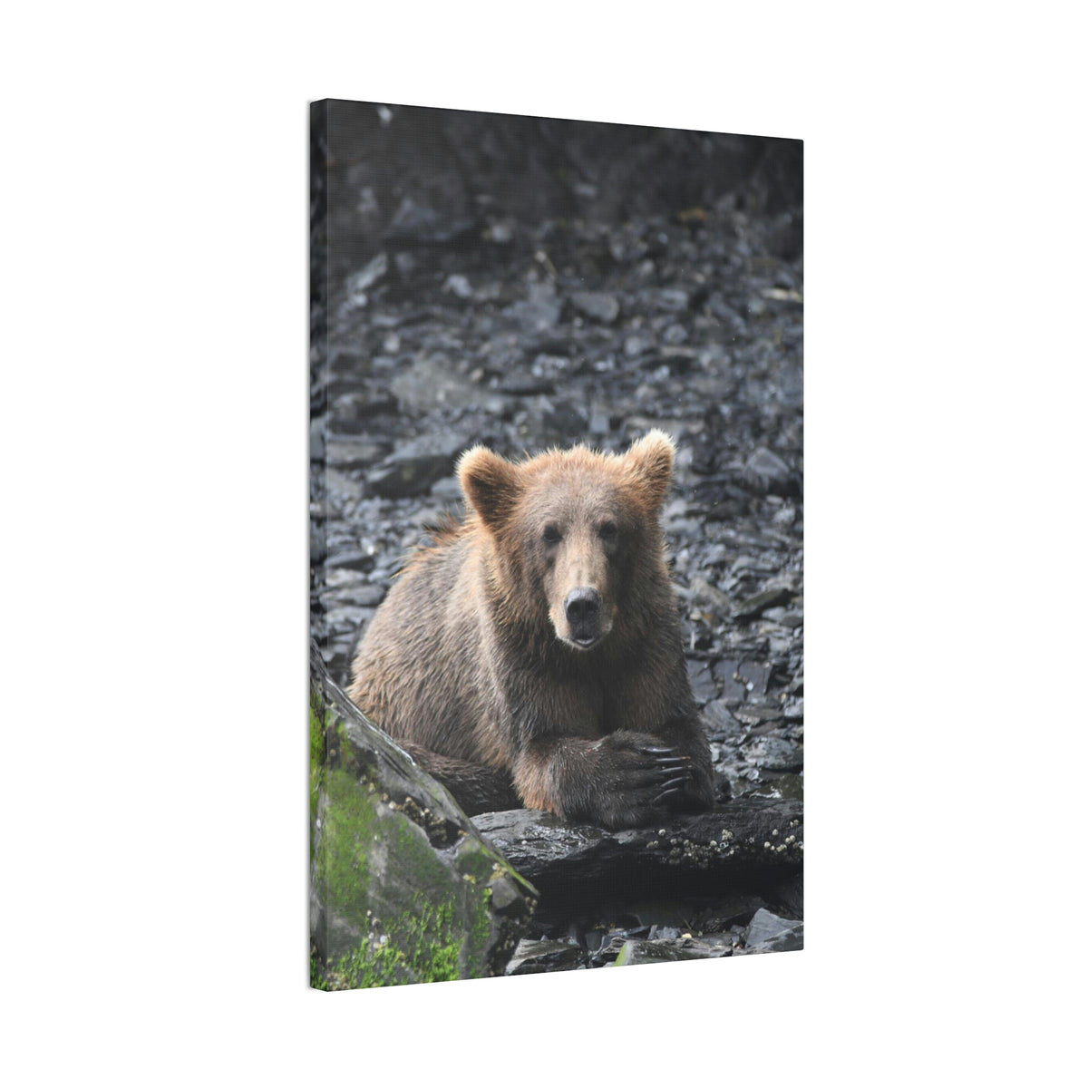 Please Bear Canvas Stretched, 0.75"