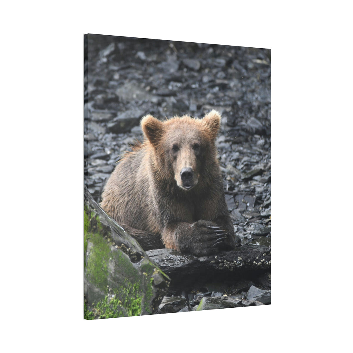 Please Bear Canvas Stretched, 0.75"