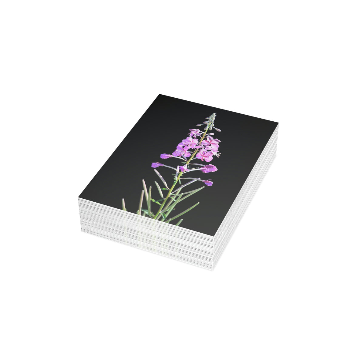Fireweed Greeting Cards (1, 10, 30, and 50pcs)