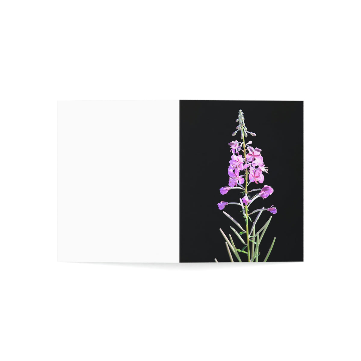 Fireweed Greeting Cards (1, 10, 30, and 50pcs)