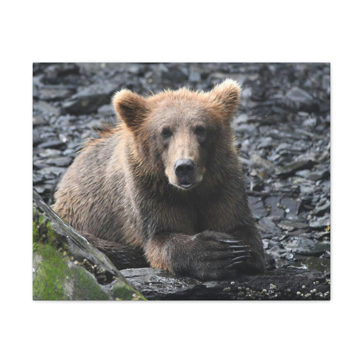 Please Bear Canvas Stretched, 0.75"