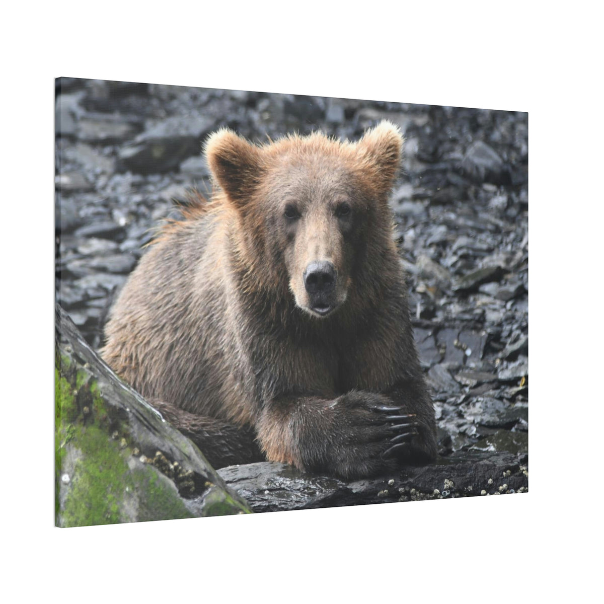 Please Bear Canvas Stretched, 0.75"