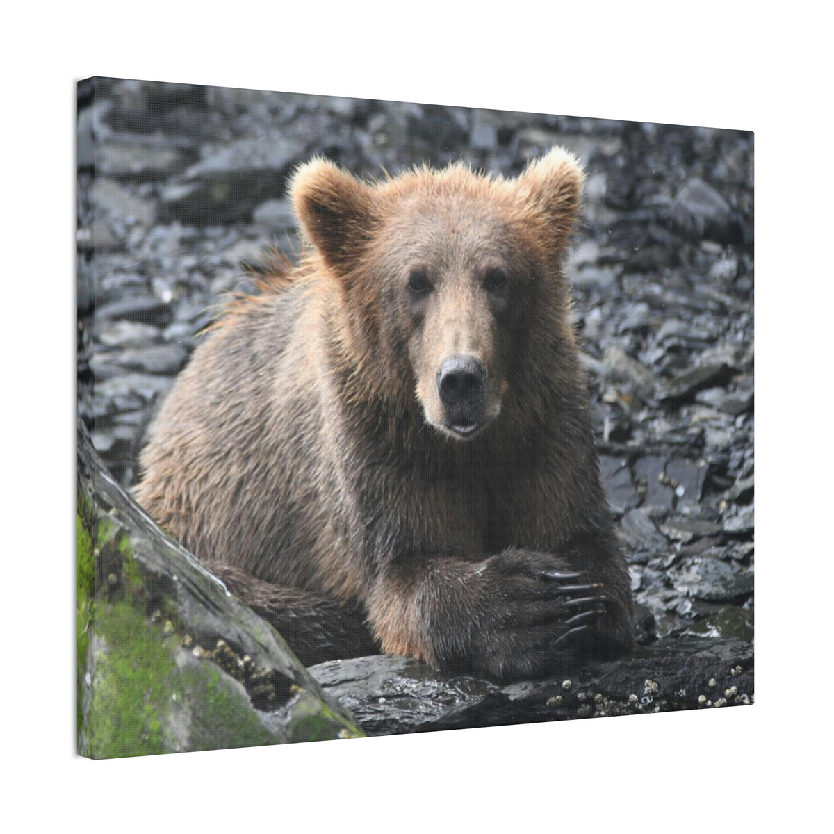 Please Bear Canvas Stretched, 0.75"