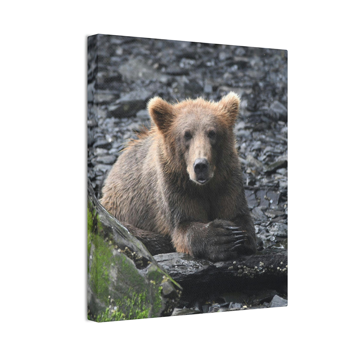 Please Bear Canvas Stretched, 0.75"