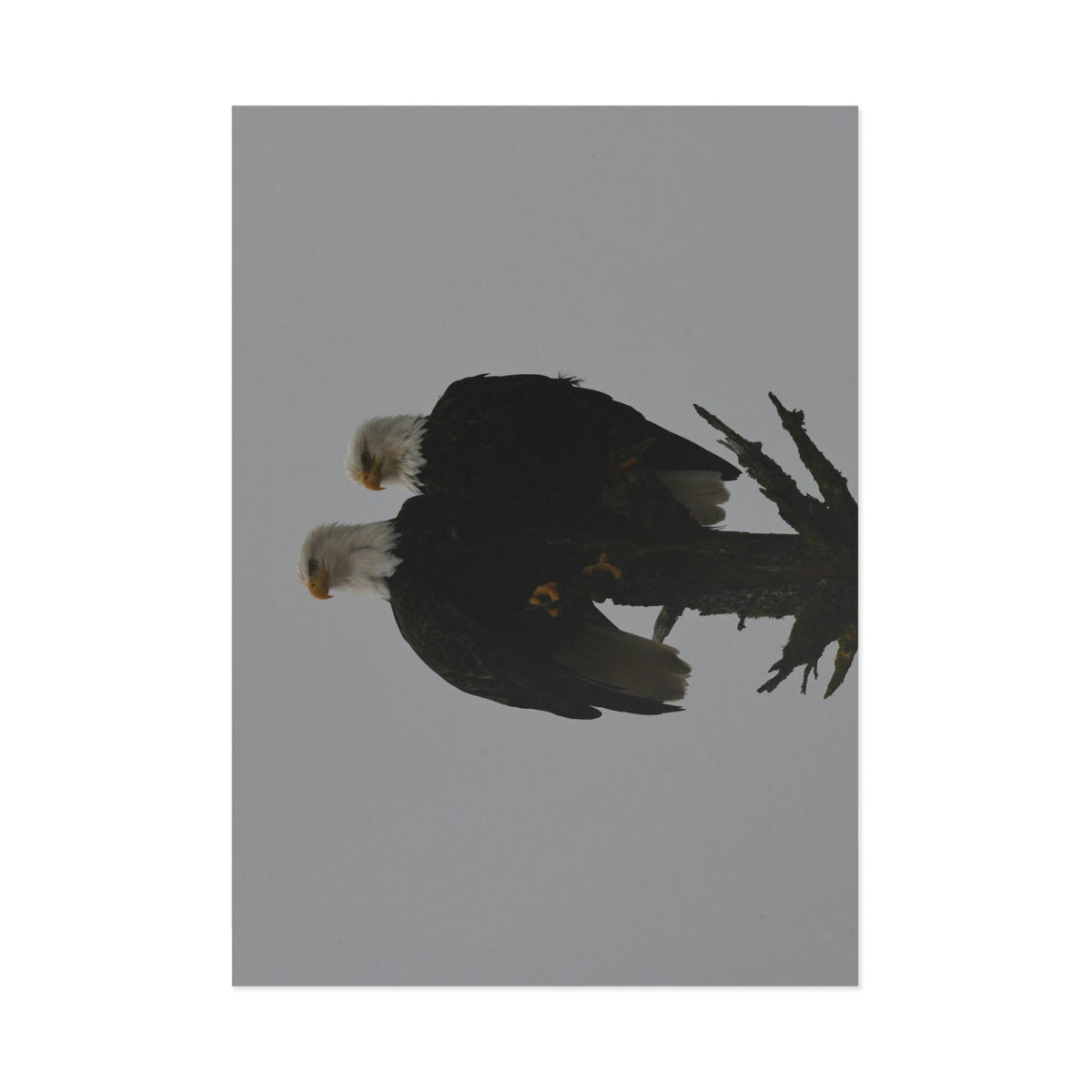 Bald Eagle Pair Fine Art Postcards