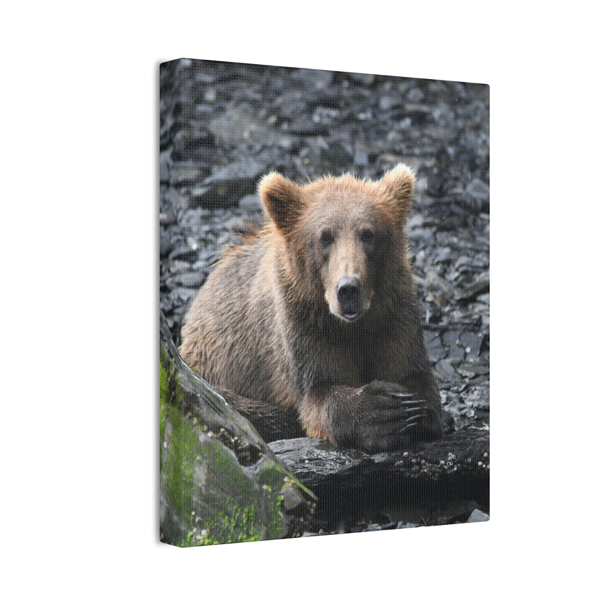 Please Bear Canvas Stretched, 0.75"