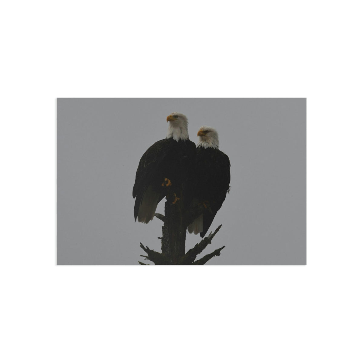 Bald Eagle Pair Fine Art Postcards