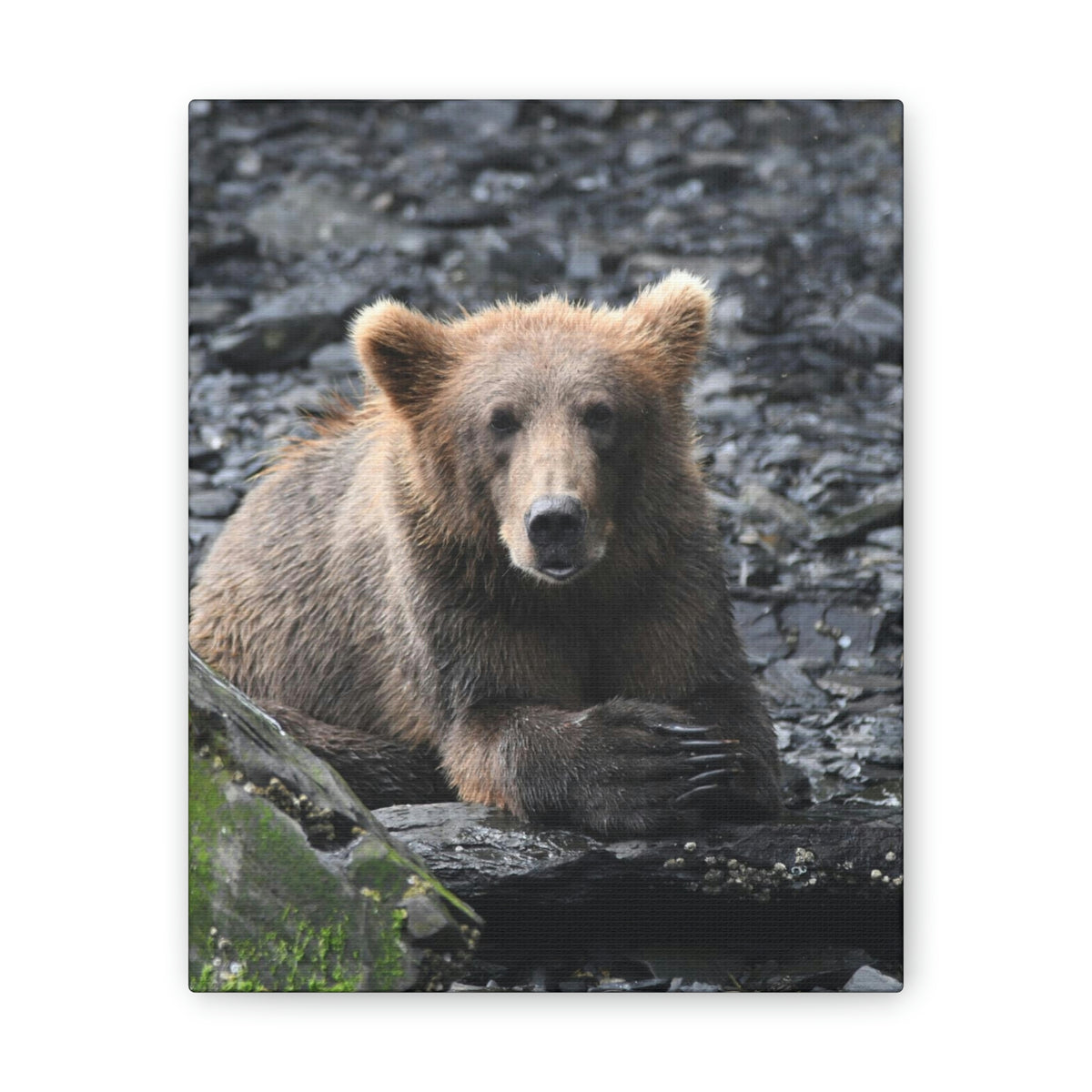 Please Bear Canvas Stretched, 0.75"