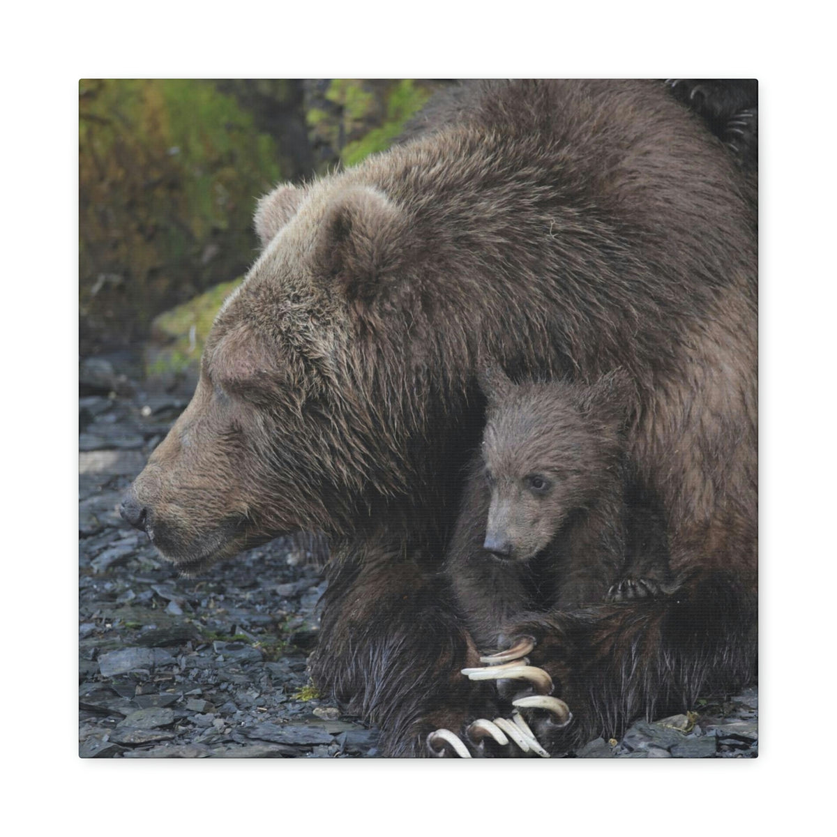 Embracing Sow Classic Canvas
