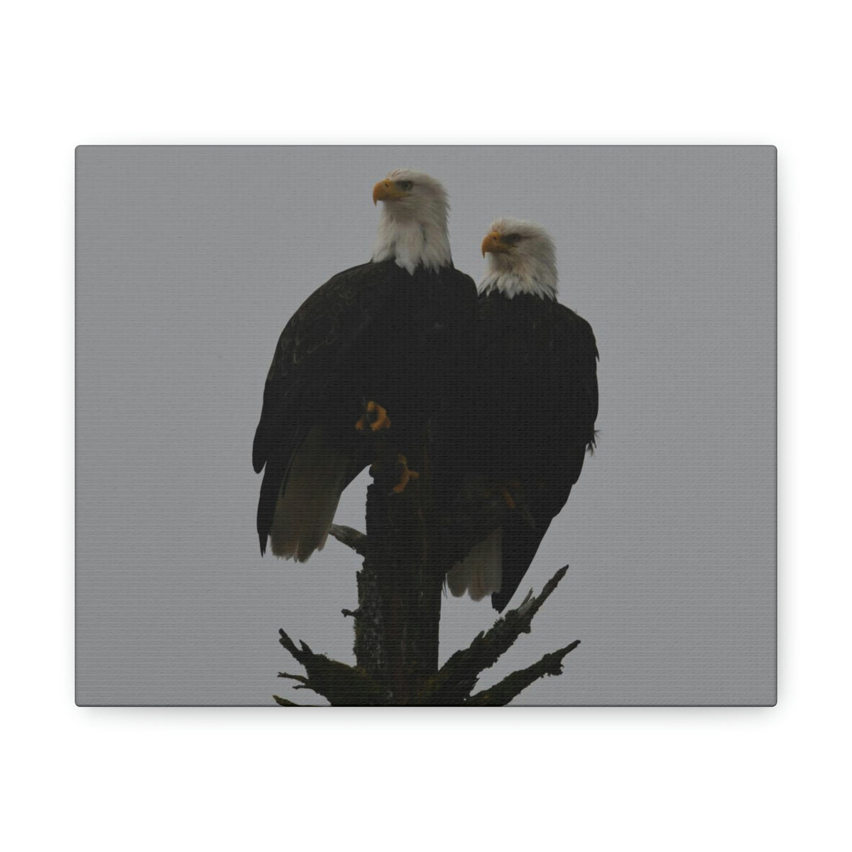 Bald Eagle Pair Canvas Gallery Wraps