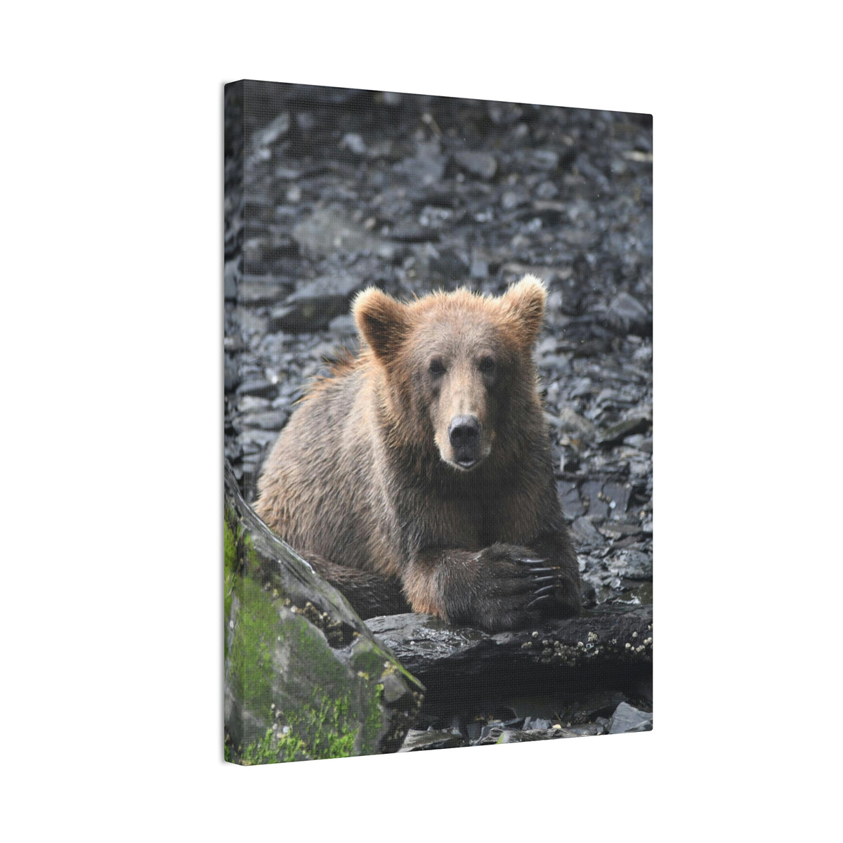 Please Bear Canvas Stretched, 0.75"