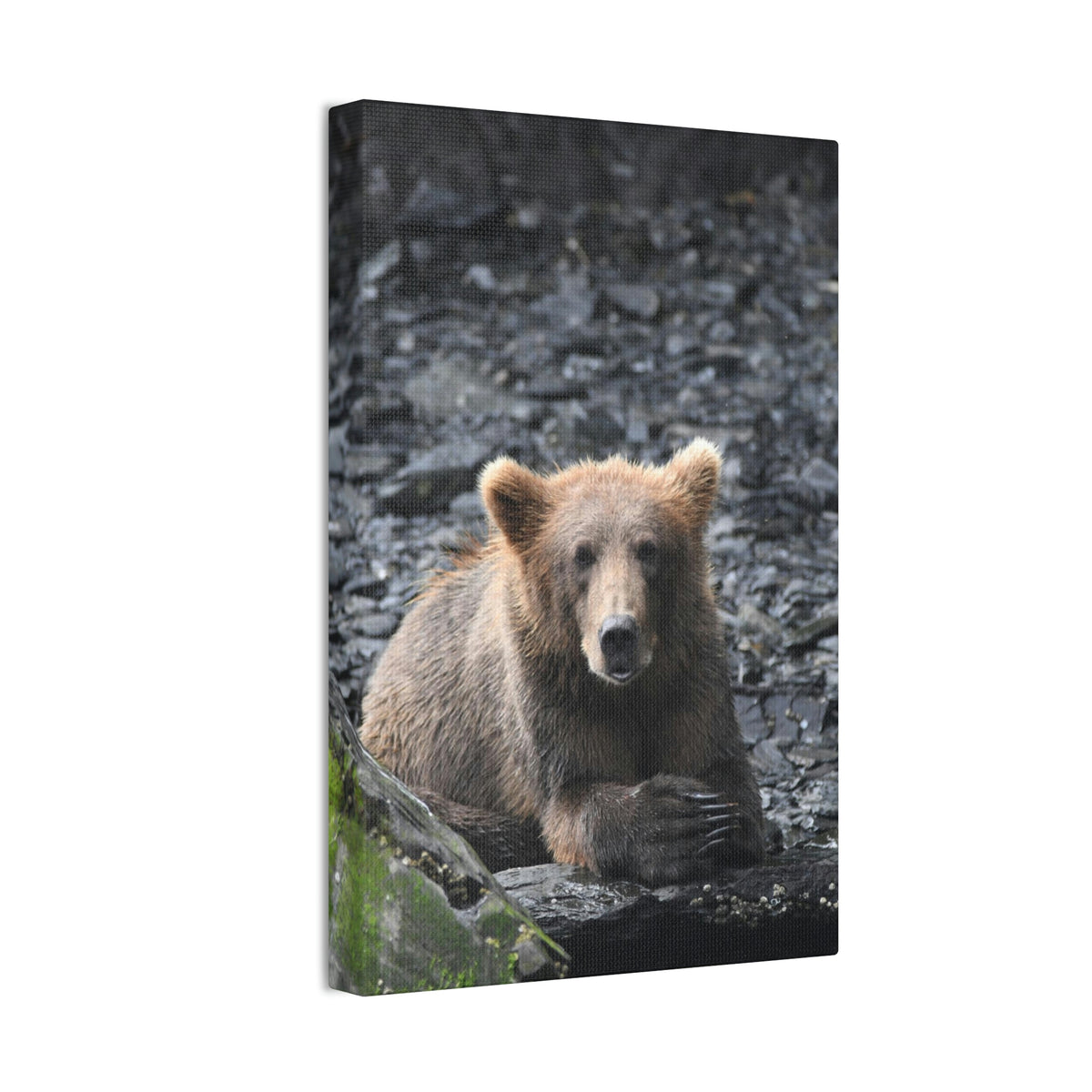 Please Bear Canvas Stretched, 0.75"