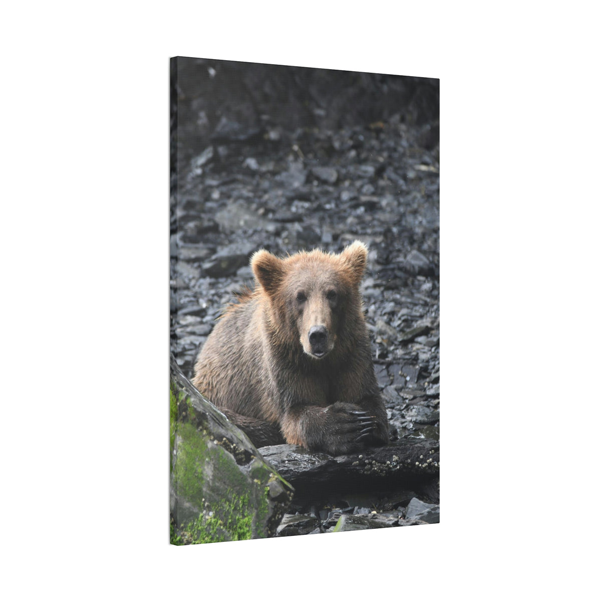 Please Bear Canvas Stretched, 0.75"