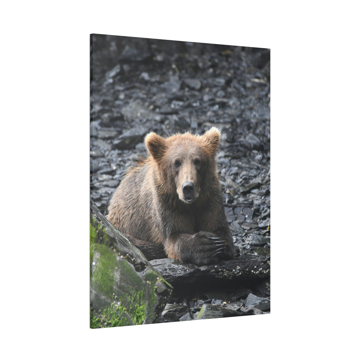 Please Bear Canvas Stretched, 0.75"