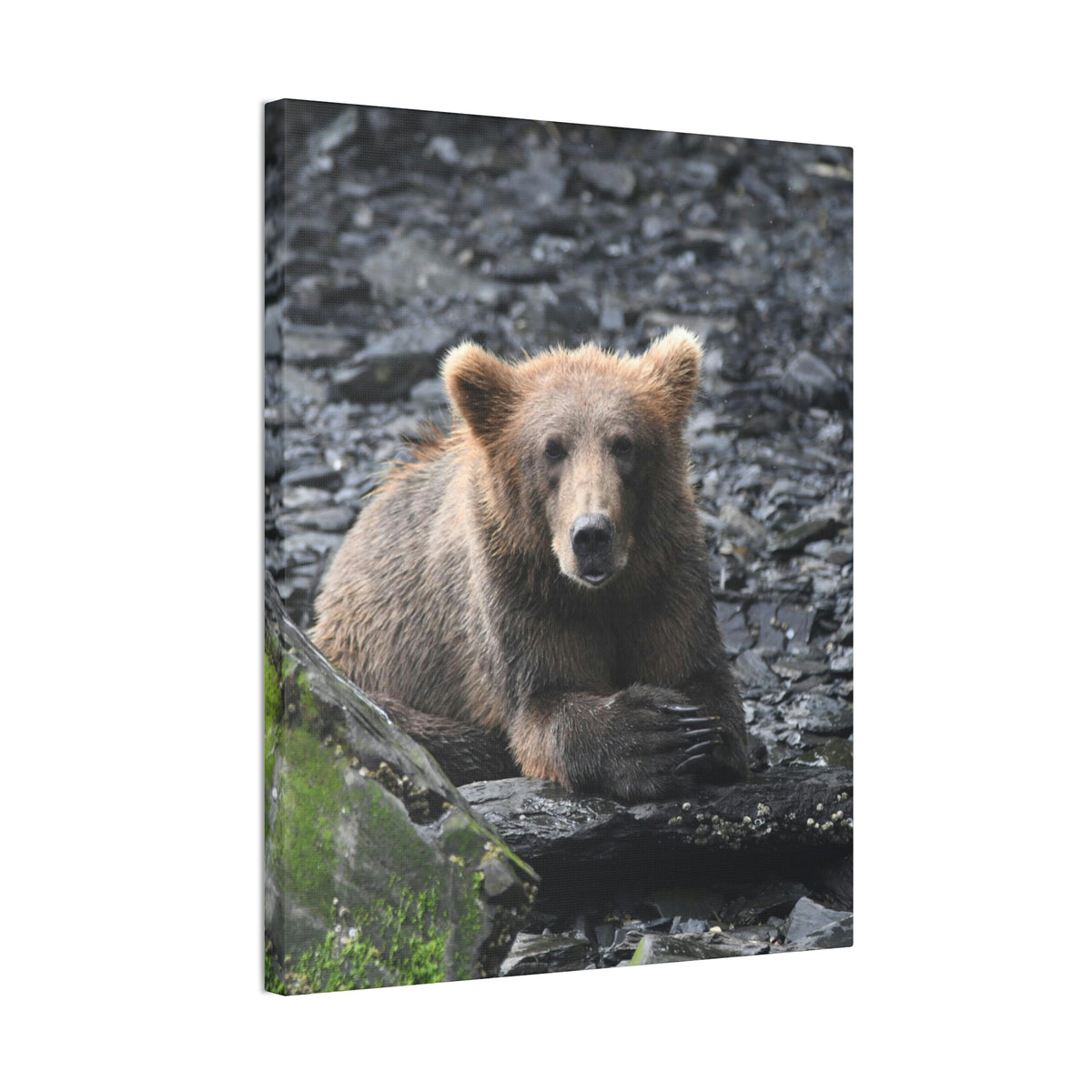 Please Bear Canvas Stretched, 0.75"
