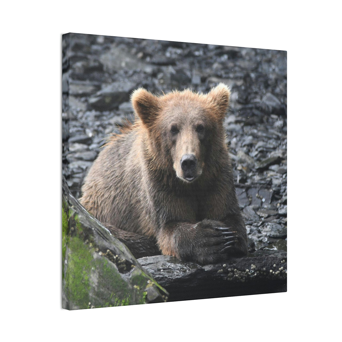 Please Bear Canvas Stretched, 0.75"