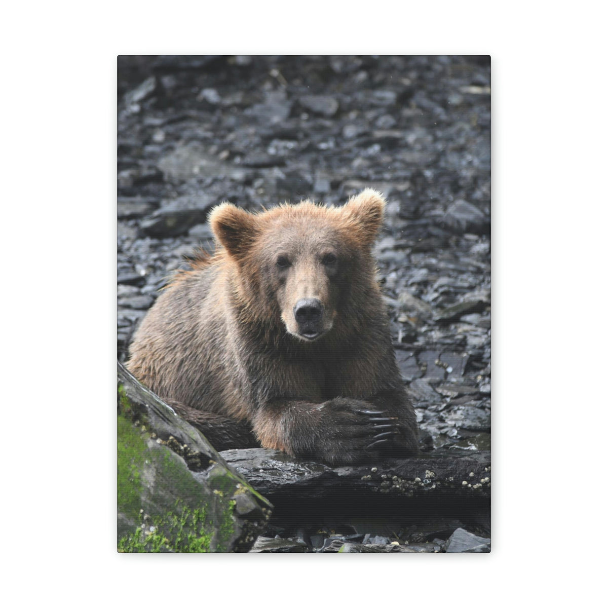 Please Bear Canvas Stretched, 0.75"