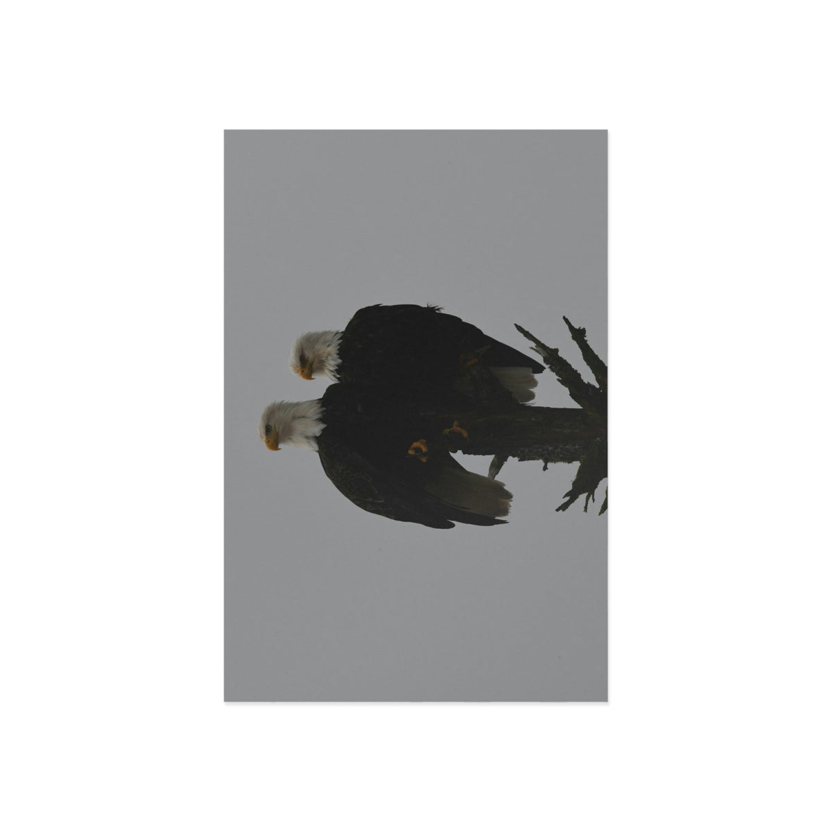 Bald Eagle Pair Fine Art Postcards