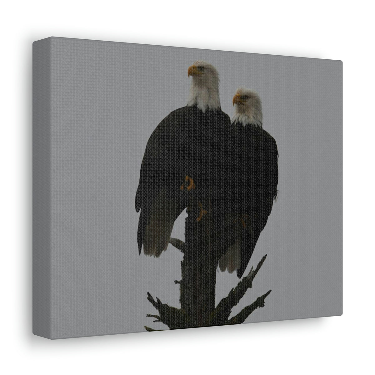 Bald Eagle Pair Canvas Gallery Wraps