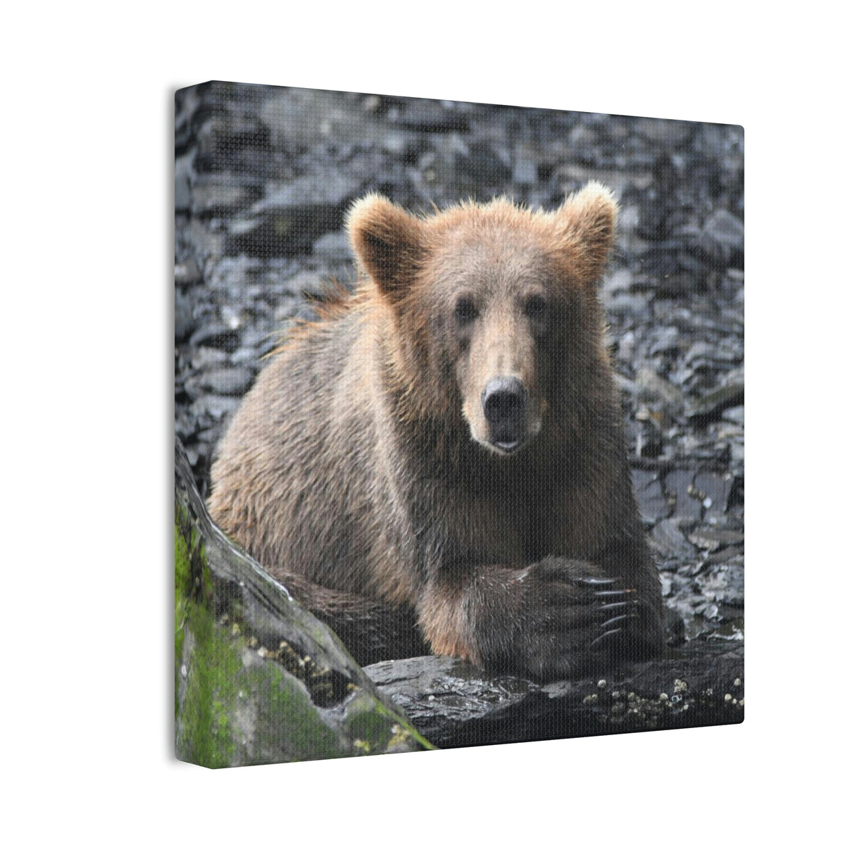 Please Bear Canvas Stretched, 0.75"