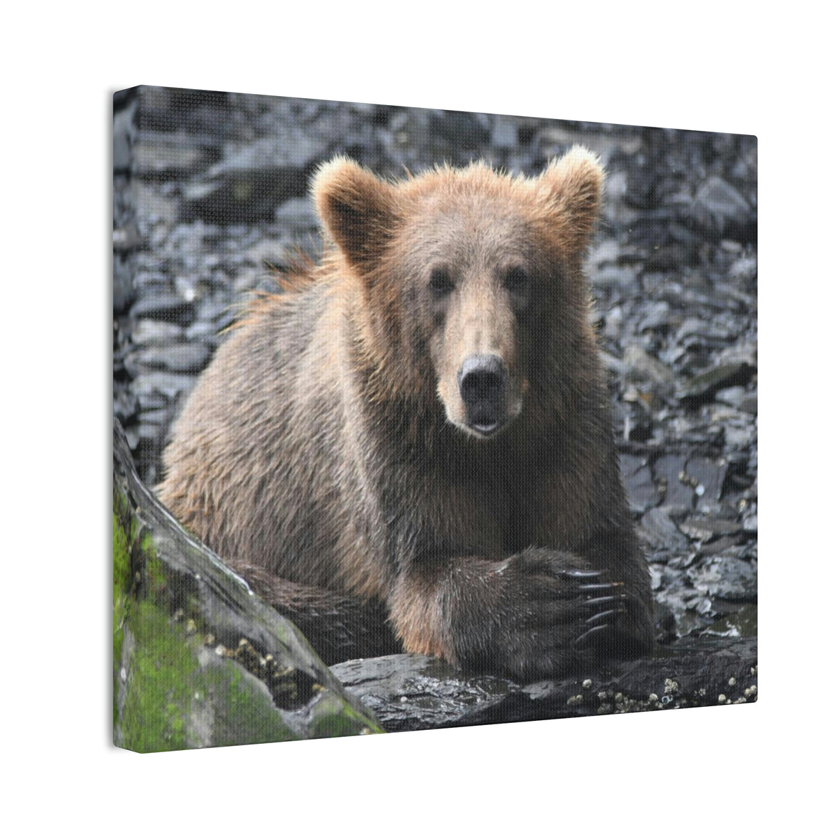 Please Bear Canvas Stretched, 0.75"