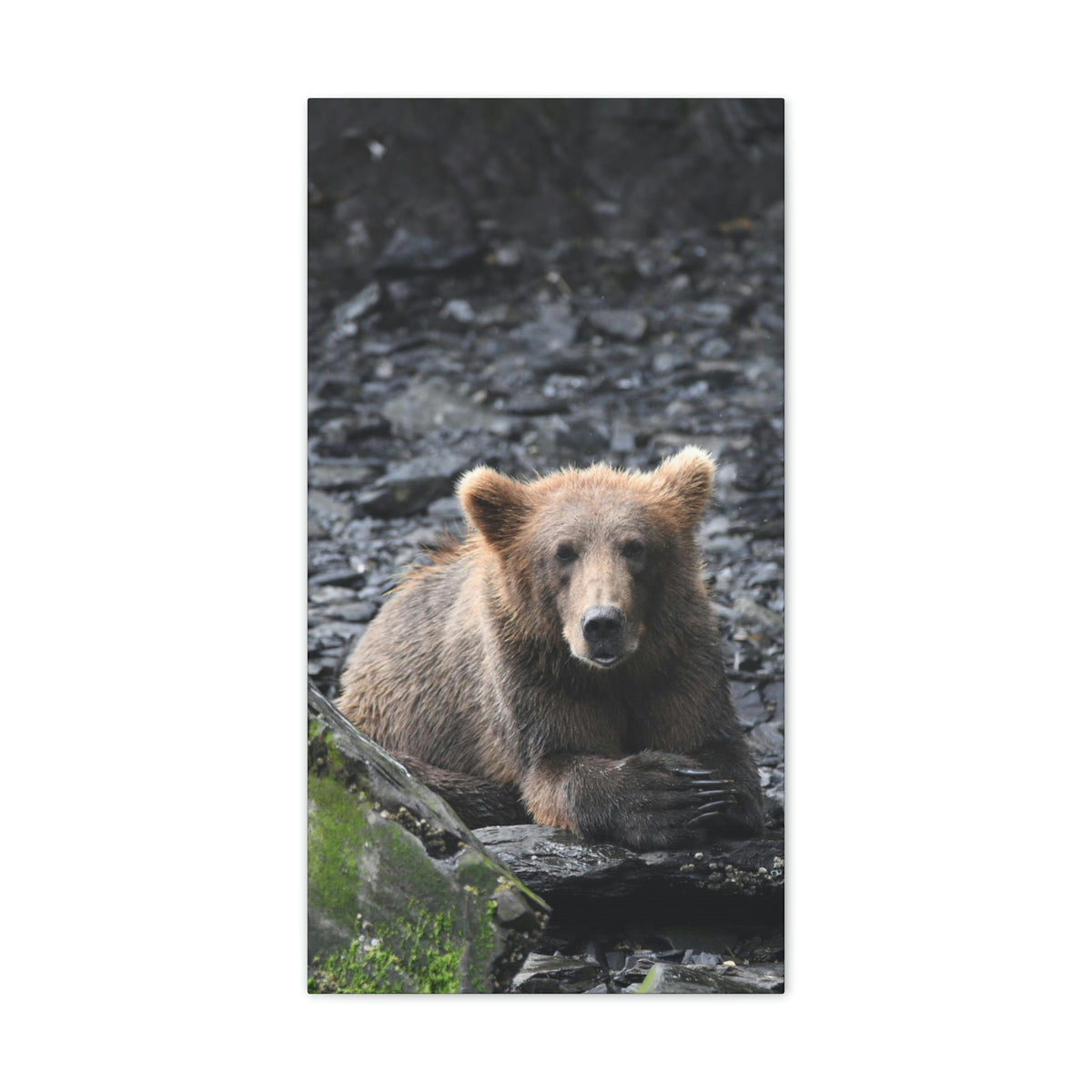 Please Bear Canvas Stretched, 0.75"
