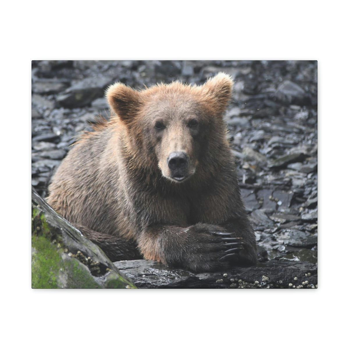 Please Bear Canvas Stretched, 0.75"