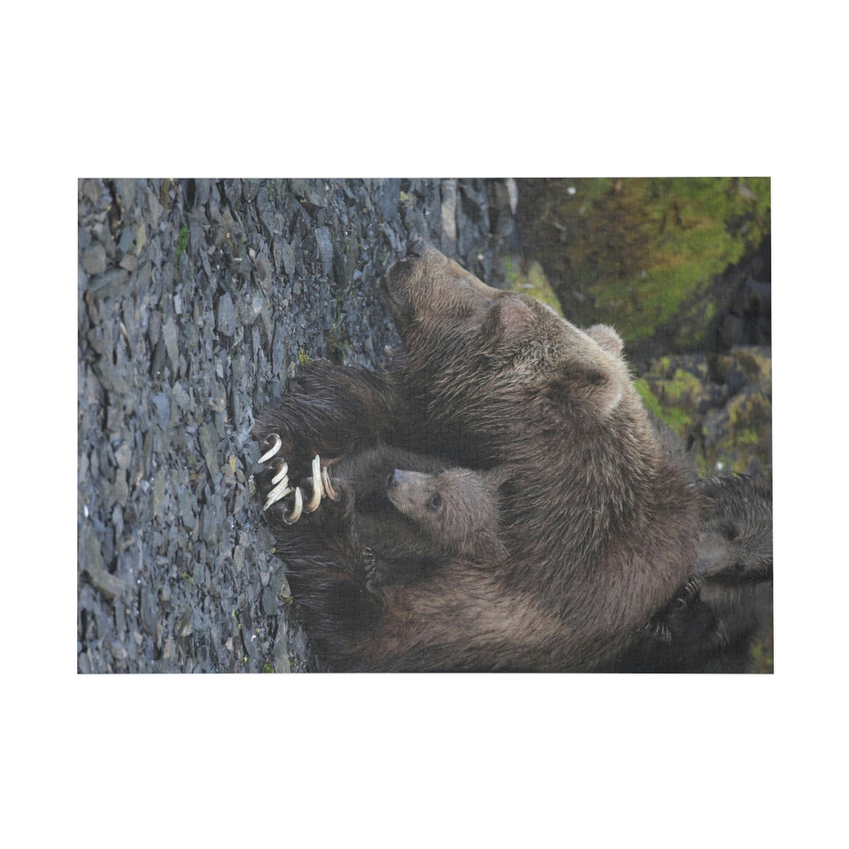 Embracing Sow Puzzle (96, 252, 500, 1000-Piece)