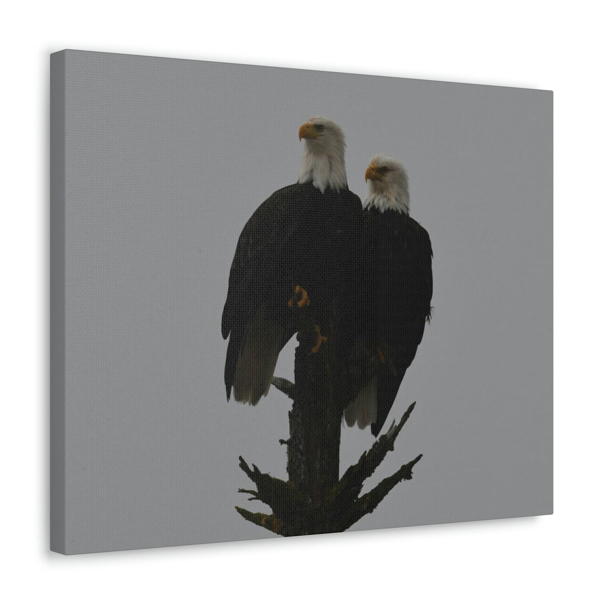 Bald Eagle Pair Canvas Gallery Wraps