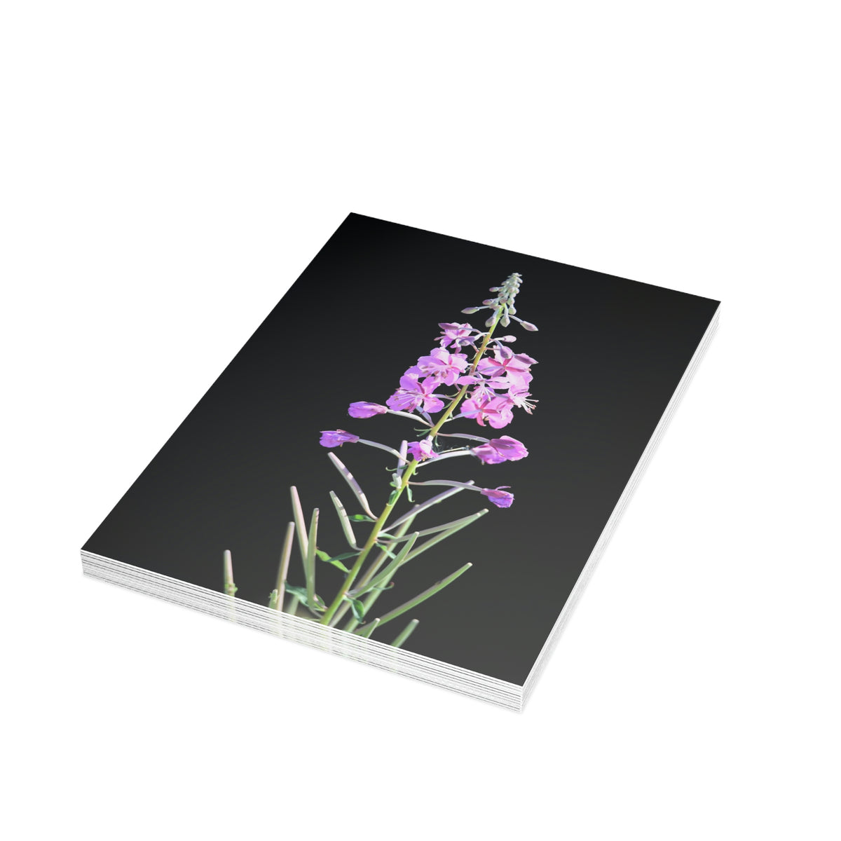 Fireweed Greeting Cards (1, 10, 30, and 50pcs)