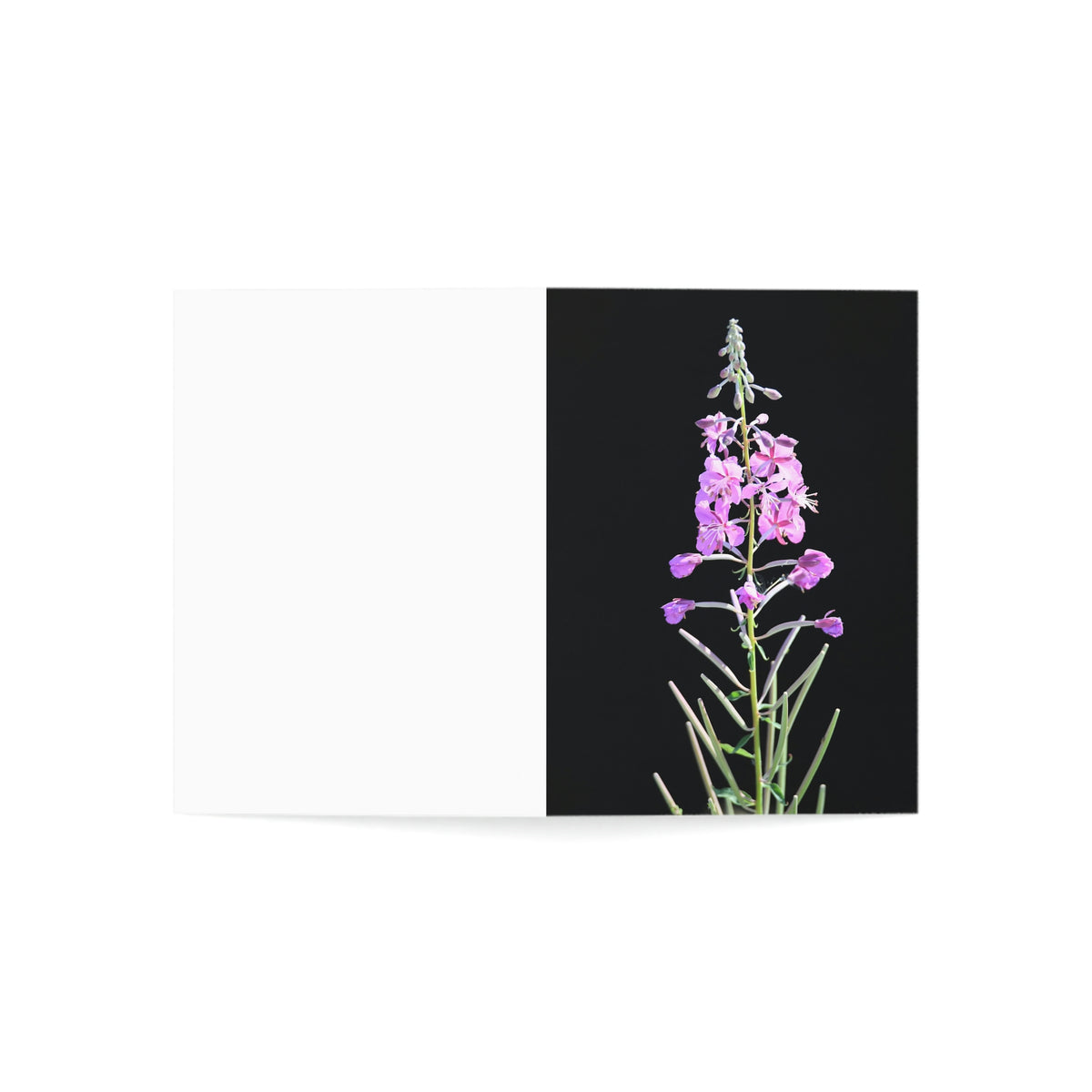 Fireweed Greeting Cards (1, 10, 30, and 50pcs)